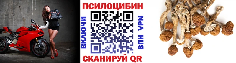 купить закладку  Новая Усмань  Псилоцибиновые грибы мицелий 
